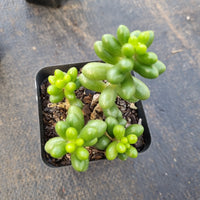 Sedum Hernandezii 绿龟卵