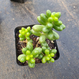 Sedum Hernandezii 绿龟卵