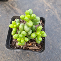 Sedum Hernandezii 绿龟卵