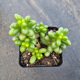 Sedum Hernandezii 绿龟卵