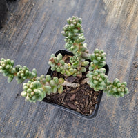 Sedum furfuraceum 群毛豆