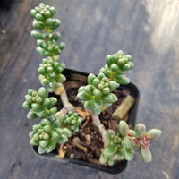 Sedum furfuraceum 群毛豆