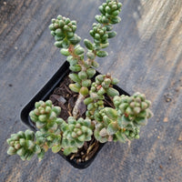 Sedum furfuraceum 群毛豆