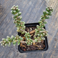 Sedum furfuraceum 群毛豆