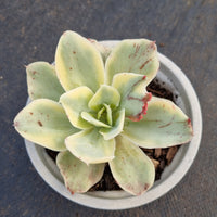 11cm pot Echeveria Japan moon river (variegated) 月亮河锦11cm盆