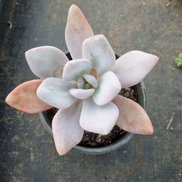 11cm pot Graptoveria Snow Peach 雪桃11cm盆