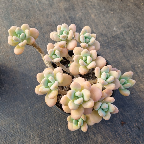 11cm pot Graptosedum Miul 洛神11cm盆