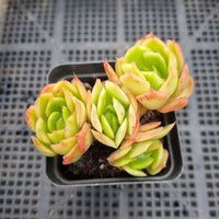 *GLGhybrid(1-2) Echeveria Raspberry ice X Agavoides 冰莓杂东云