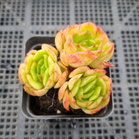 *GLGhybrid(1-5) Echeveria Raspberry ice X Agavoides 冰莓杂东云