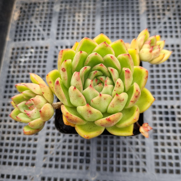 *GLGhybrid(1-25) Echeveria agavoides Ebony hybrid 乌木杂