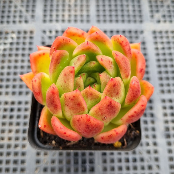 *GLGhybrid(1-31) Echeveria Agavoides hybrid 东云杂