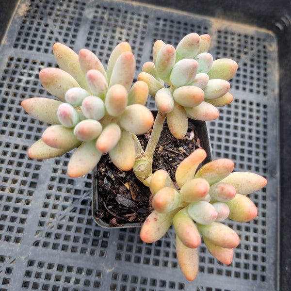 *GLGhybrid(1-36) Pachyphytum Baby Finger hybrid 婴儿手指杂