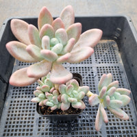 *GLGhybrid(1-42) Pachyphytum hybrid  奶酪杂