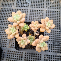 GLGhybrid Graptopetalum ‘Blush Danko’ 绯丸