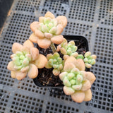 GLGhybrid Graptopetalum ‘Blush Danko’ 绯丸