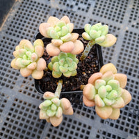 GLGhybrid Graptopetalum ‘Blush Danko’ 绯丸