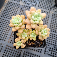 GLGhybrid Graptopetalum ‘Blush Danko’ 绯丸