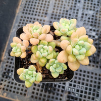 GLGhybrid Graptopetalum ‘Blush Danko’ 绯丸