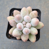 Pachyphytum 'egg tart' 蛋挞