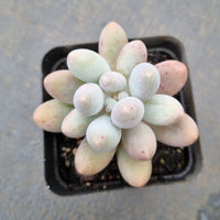 Pachyphytum 'egg tart' 蛋挞