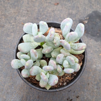 11cm pot Pachyphytum Oviferum 'Mikadukibijin'三日月美人11cm盆