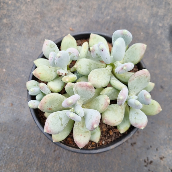 11cm pot Pachyphytum Oviferum 'Mikadukibijin'三日月美人11cm盆