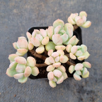 Graptoveria 'A Grim One' 格林