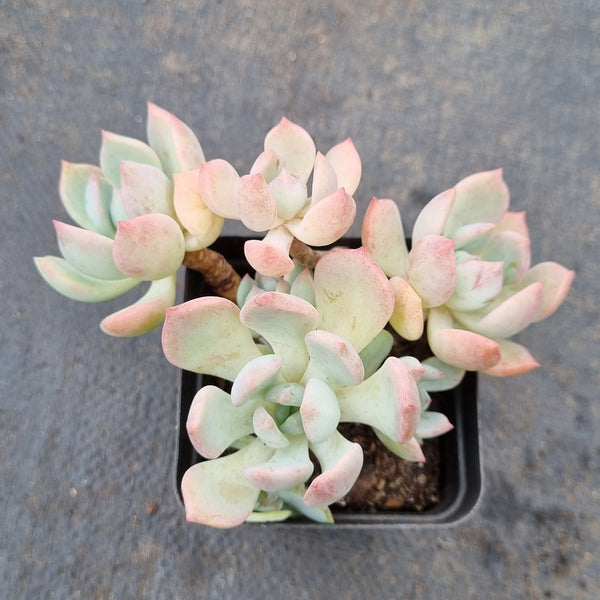 Graptoveria 'A Grim One' 格林