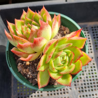 *GLGhybrid(2-128) Echeveria Agavoides hybrid 东云杂