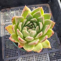 *GLGhybrid(2-129) Echeveria Agavoides hybrid 东云杂