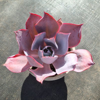 11cm pot Echeveria Afterglow  晚霞11cm盆