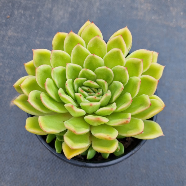 *GLGhybrid(2-136) Echeveria agavoides Ebony hybrid 乌木杂