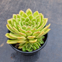 *GLGhybrid(2-136) Echeveria agavoides Ebony hybrid 乌木杂