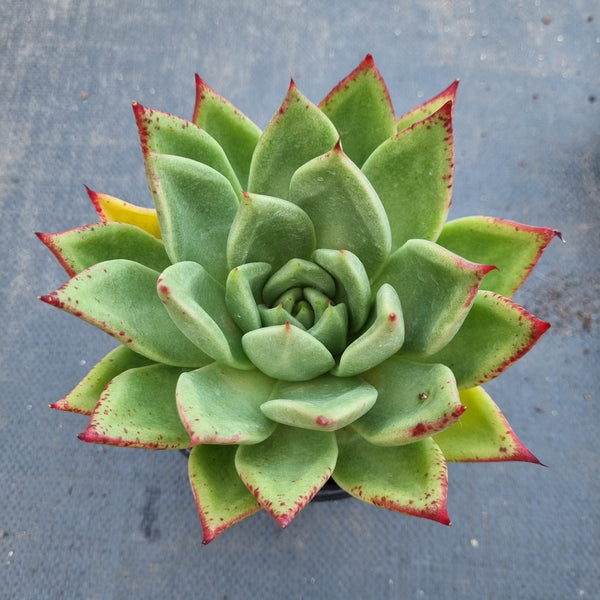 *GLGhybrid(2-141) Echeveria agavoides Ebony hybrid 乌木杂