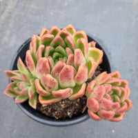 *GLGhybrid(2-142)  Echeveria Agavoides 'Floriana' hybrid 佛罗瑞安娜