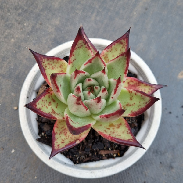 *GLGhybrid(2-147) Echeveria agavoides Ebony hybrid 乌木杂