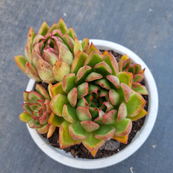 *GLGhybrid(2-153)  Echeveria Agavoides 'Floriana' hybrid 佛罗瑞安娜