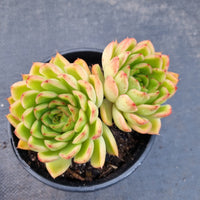 *GLGhybrid (2-167) Echeveria Agavoides hybrid 东云杂