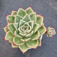 *GLGhybrid (2-168) Echeveria agavoides Ebony hybrid 乌木杂