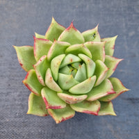 *GLGhybrid(1-65) Echeveria agavoides Ebony hybrid 乌木杂