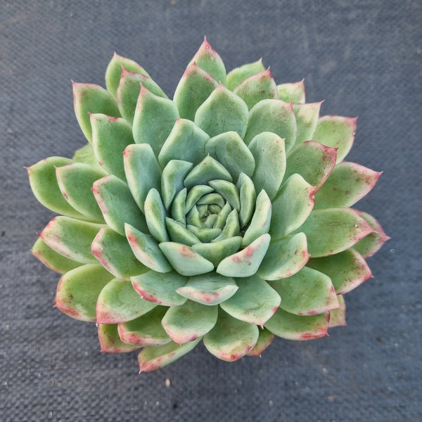 *GLGhybrid(1-68) Echeveria Agavoides hybrid 冬云杂