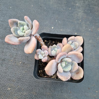 *GLGhybrid(1-76)  Pachyphytum hybrid 厚叶草属杂