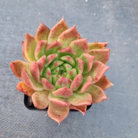 *GLGhybrid(1-77) Echeveria Agavoides 'Floriana' hybrid 佛罗瑞安娜