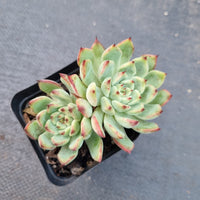 *GLGhybrid(1-78) Echeveria cuspidata var. Zaragozae hybrid 黑爪杂