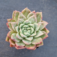 *GLGhybrid(1-79) Echeveria Champaign hybrid 香槟杂