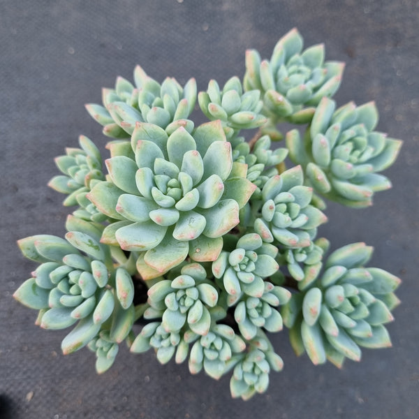 *GLGhybrid(1-80) Graptopetalum Mendozae X Echeveria prolifica 丸姬杂粉蔓