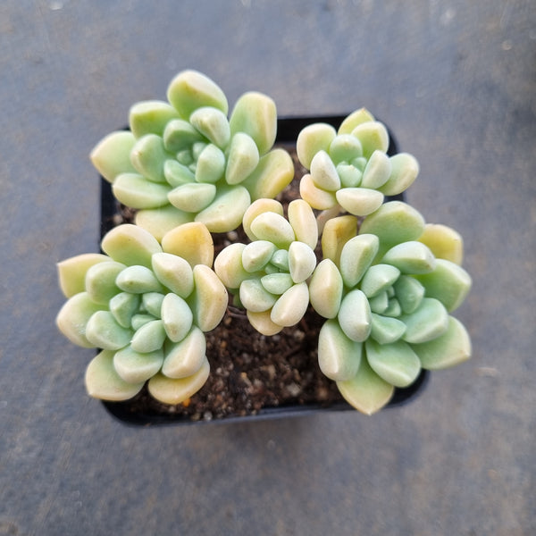 *GLGhybrid(1-83) Graptopetalum Mendozae hybrid 丸姬杂