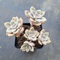 *GLGhybrid(1-85) Graptopetalum Mendozae hybrid 丸姬杂