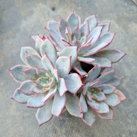 *GLGhybrid(1-87) Echeveria Puebla hybrid 普埃布拉杂