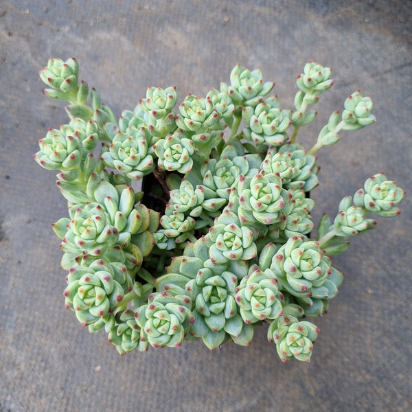 *GLGhybrid(1-88) Sedum Perezdelarosae hybrid 焦糖精灵杂